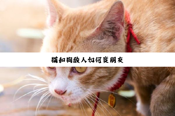 猫和狗敌人如何变朋友