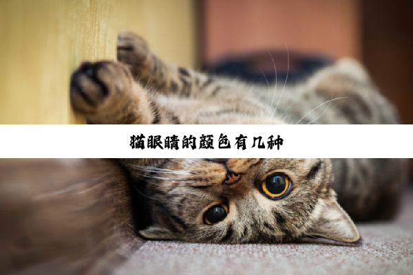 猫眼睛的颜色有几种